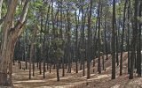 Pehuen Co Bosque Encantado